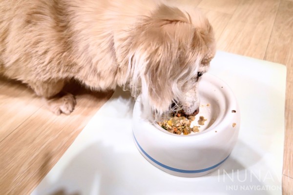 老犬が手作りフードを食べる様子